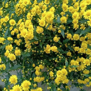 GEMI เมล็ดเก๊กฮวยสีเหลือง 100 เมล็ด อัตราการงอกสูง เบญจมาศเหลือง เมล็ดพันธุ์ ดอกไม้