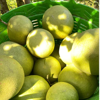 [คัดผิวปานกลาง ทรงสวย] ส้มโอขาวใหญ่อัมพวาแท้ ส่งตรงจากสวน ขายเอง - คละไซส์
