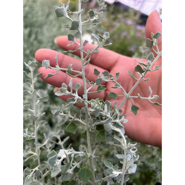 ซอลต์บุช Saltbush กระถาง 8 และ 11 นิ้ว เลี้ยงง่าย