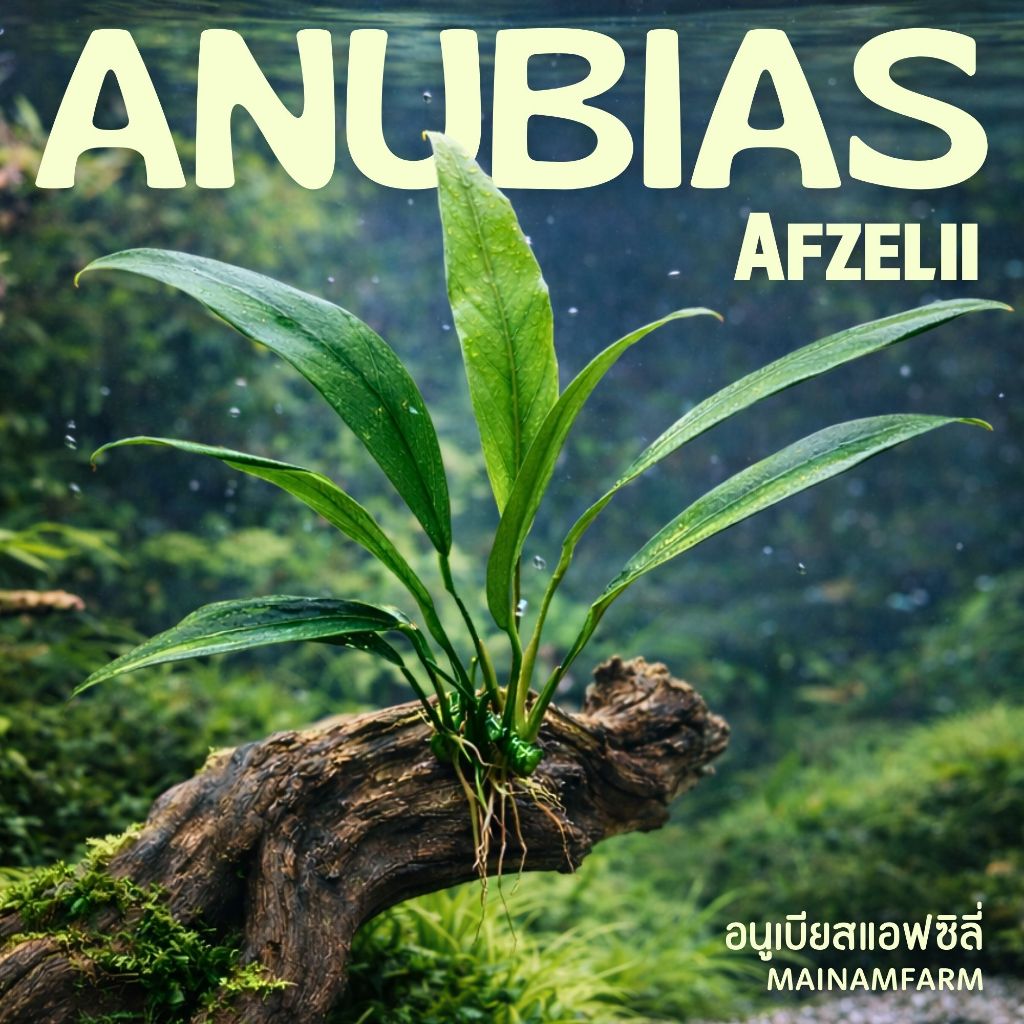 อนูเบียส แอฟซิลี่ เลี้ยงง่าย – ANUBIAS AFZELII ต้นไม้น้ำ