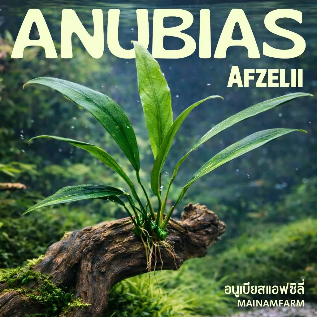 อนูเบียส แอฟซิลี่ เลี้ยงง่าย – ANUBIAS AFZELII ต้นไม้น้ำ