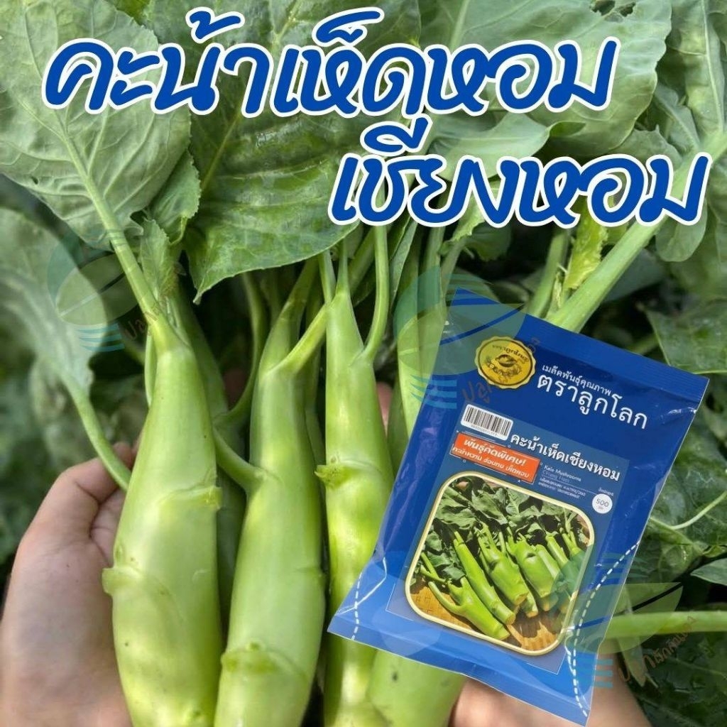 เมล็ดพันธุ์ คะน้าเห็ดหอม เขียงหอม ตราลูกโลก ( 500กรัม)