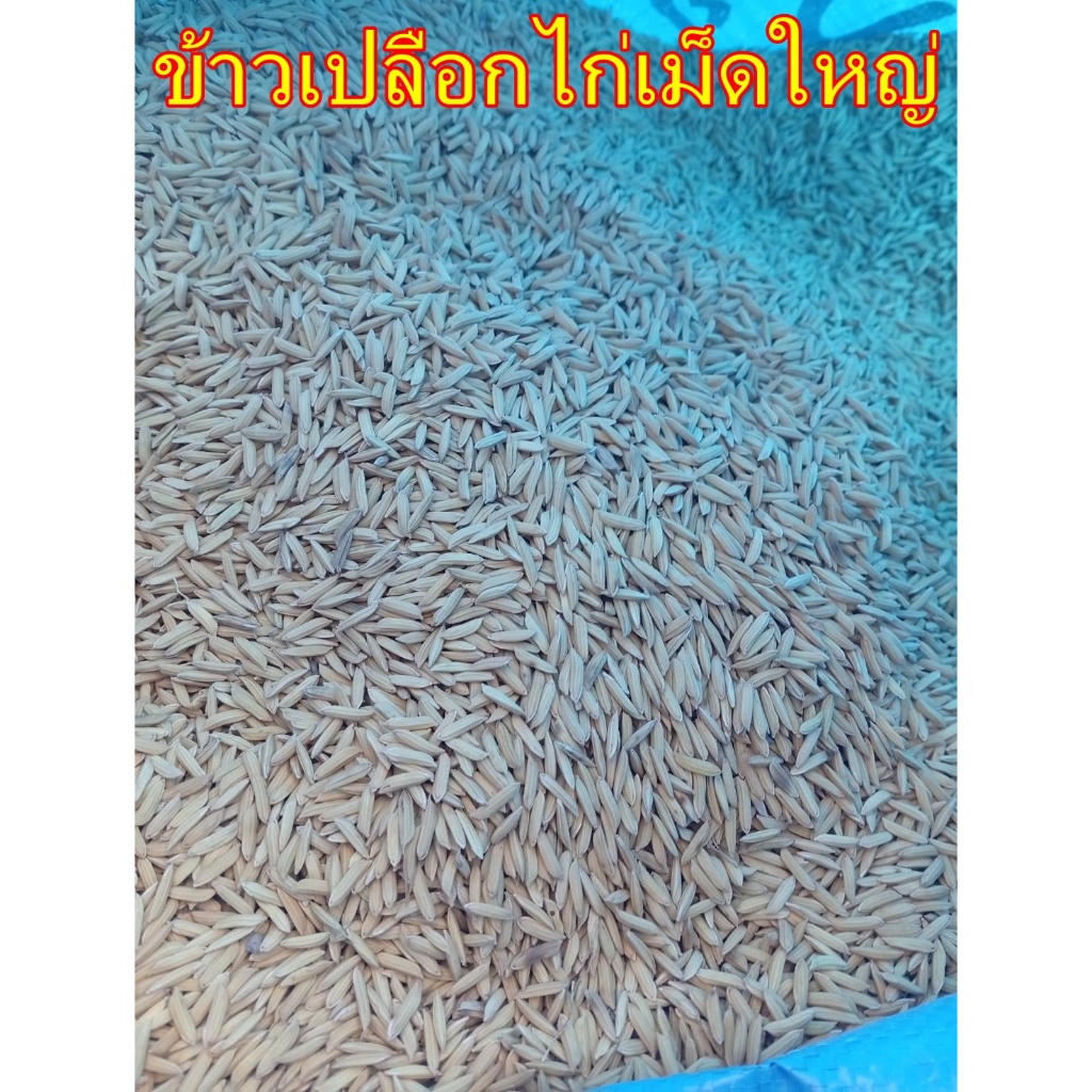 ข้าวเปลือกไก่ 10กิโล ข้าวเปลือกสำหรับไก่ชน พ่อพันธ์ แม่พันธ์ เป็ด นก ข้าวเรียวยาวสวย ไม่มีเม็ดลีบเจือปน