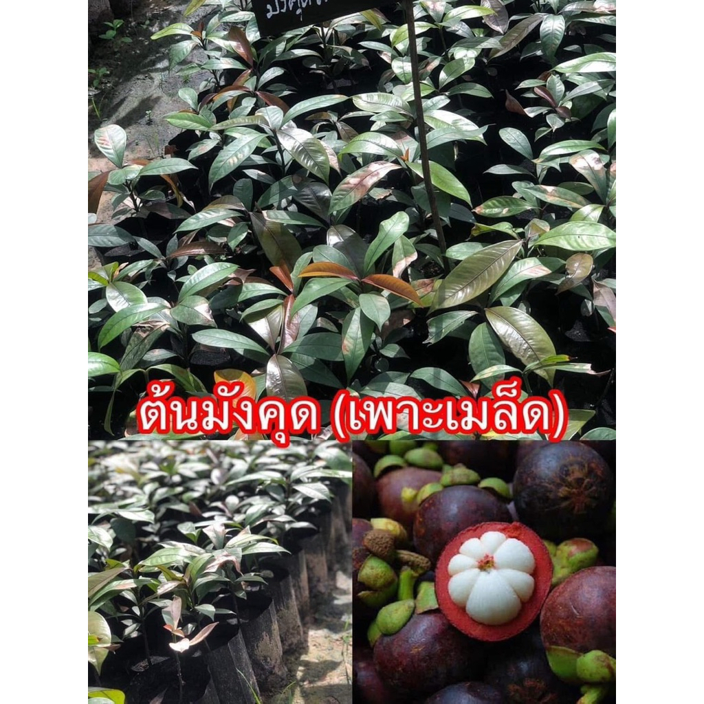 ต้นมังคุด (เพาะเมล็ด)