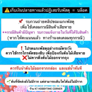 บาโคป้า (กิ่งตัดสด 4 ต้น) ลานไพลิน ต้นไม้น้ำ สำหรับปลูกลงดิน/ทราย ออกรากไวเลี้ยงง่าย แต่งตู้ปลา/ตู้ไม้น้ำ