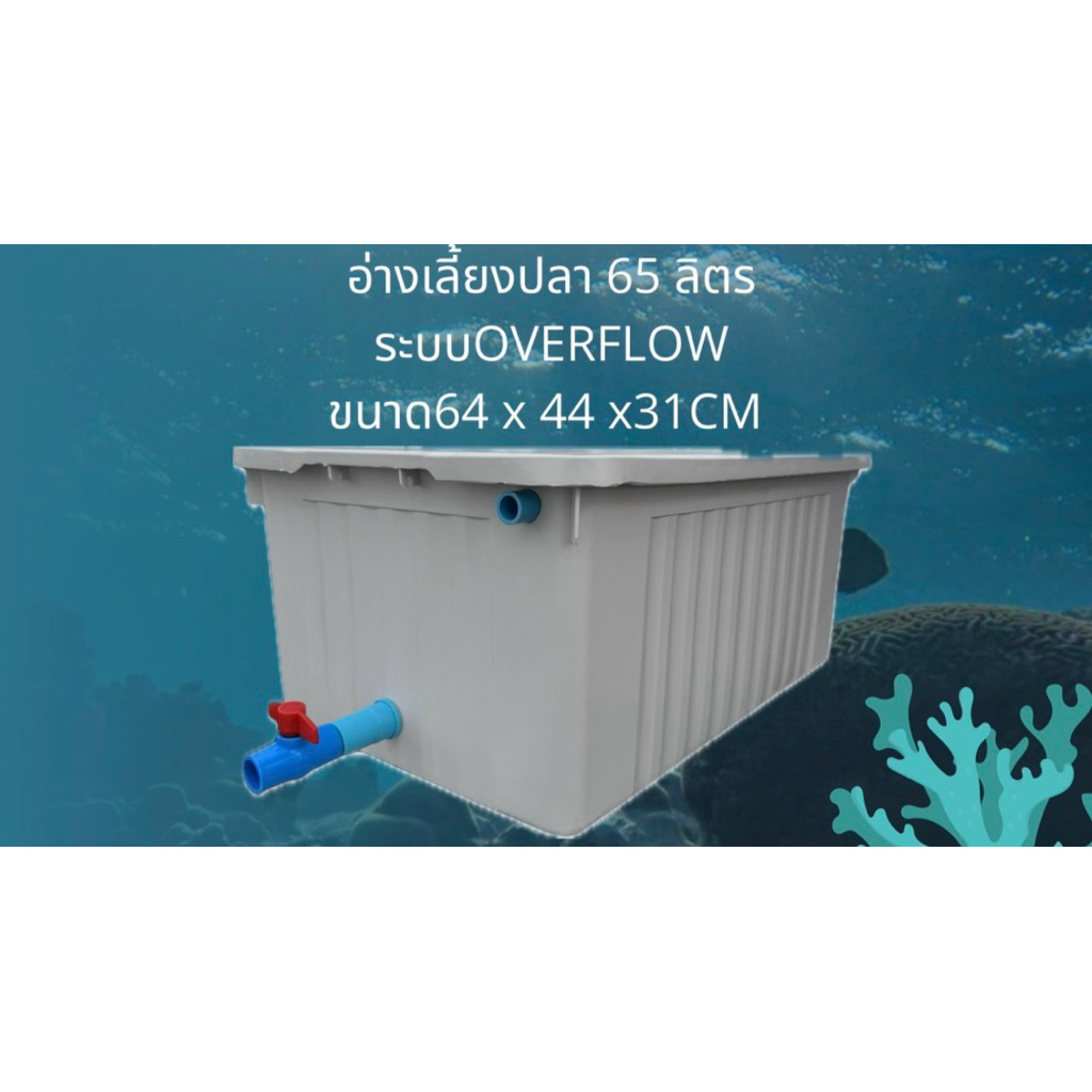 อ่างเลี้ยงปลา 65 ลิตร อ่างขาววาล์วฟ้า ระบบoverflow น้ำจะล้นเมื่ออยู่ในระดับท่อ อ่างเลี้ยงปลาเมกาดะ อ