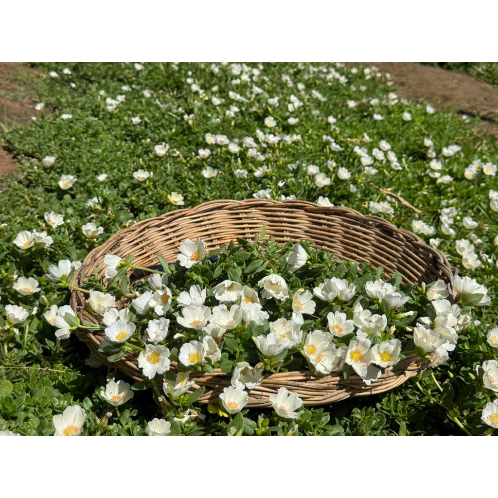 คุณนายตื่นสายสีขาวไข่ดาว ตัดกิ่ง30กิ่ง50บาท ดอกเยอะสวย - รูปที่ 4