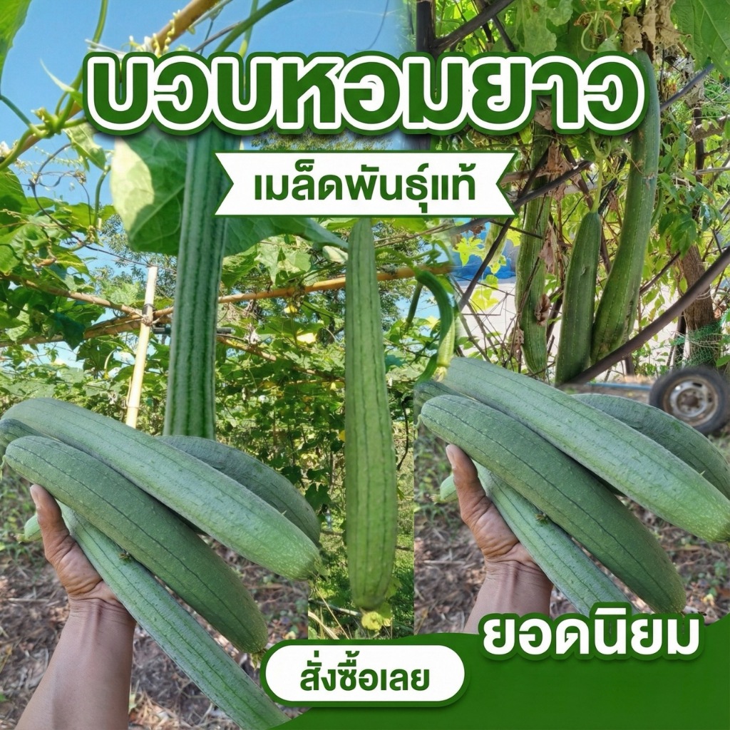 เมล็ดพันธุ์บวบหอมยาว อินทรีย์ออแกนิค ปลูกง่าย โตเร็ว ☀️ทนแล้ง 🪴ปลูกได้ทั้งแปลงและกระถาง (ซื้อ 10 แถม 1 )