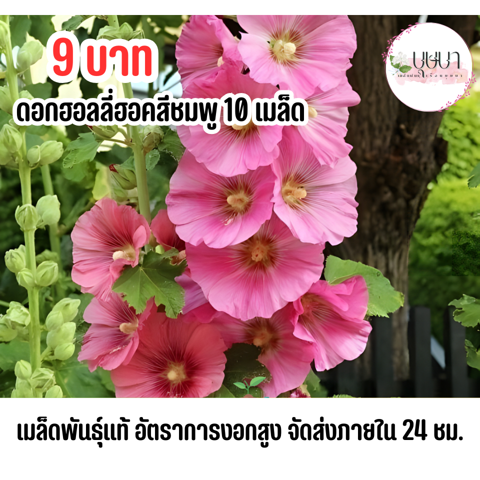 เมล็ดฮอลลี่ฮอคสีชมพู 9บาท