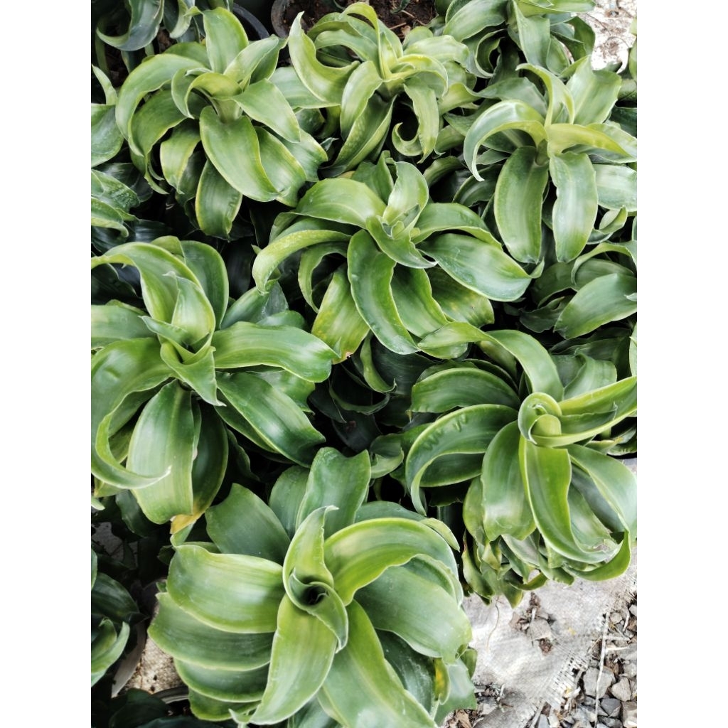 วาสนาเขาแกะ หรือ วาสนาเงินหมุนมา Dracaena fragrans