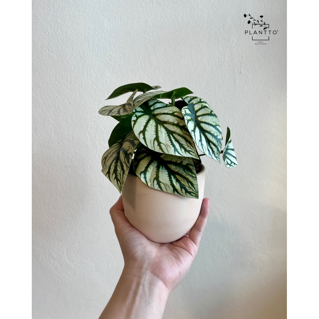 ต้นไม้ปลอม Alocasia Silver กระถางดินเผากว้าง 11 cm สูงรวม 20 cm