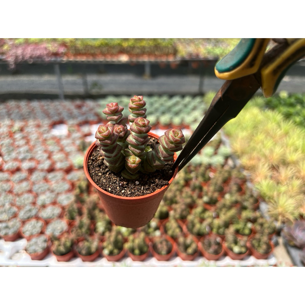 Crassula Rupestris Toelken