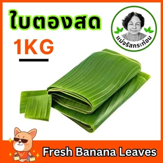 🍌🌿 ใบตองสด Fresh Banana Leaves ใบกล้วยน้ำว้า 1 กิโล จากสวนปลอดสารพิษ ใช้ห่อขนม ทำกระทง