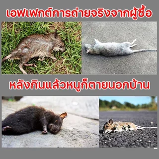 ⚡Immediate delivery ยาฆ่าหนูแห้ง เหยื่อกำจัดหนู สะตอมยาเบื่อหนู แรงๆ ยากําจัดหนู ยาเบื่อหนูแห้ง กำจัดหนูในบ้าน