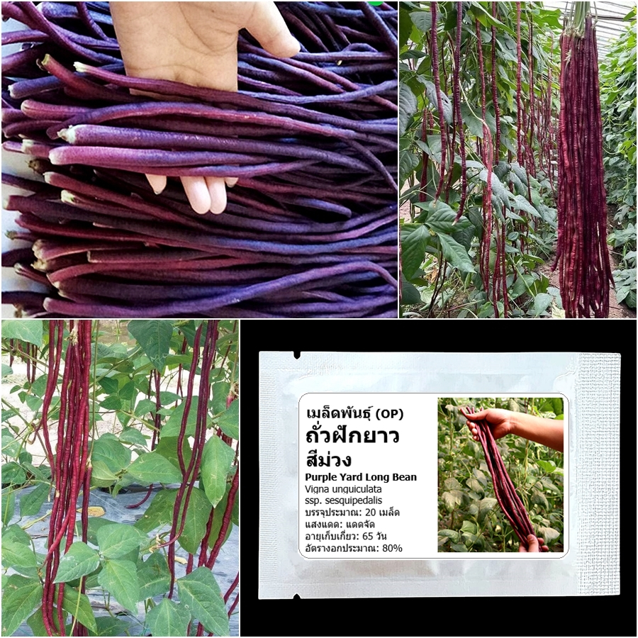 เมล็ดพันธุ์ ถั่วฝักยาว สีม่วง Purple Yard Long Bean Seed 20 เมล็ด คุณภาพดี ของแท้ 100%