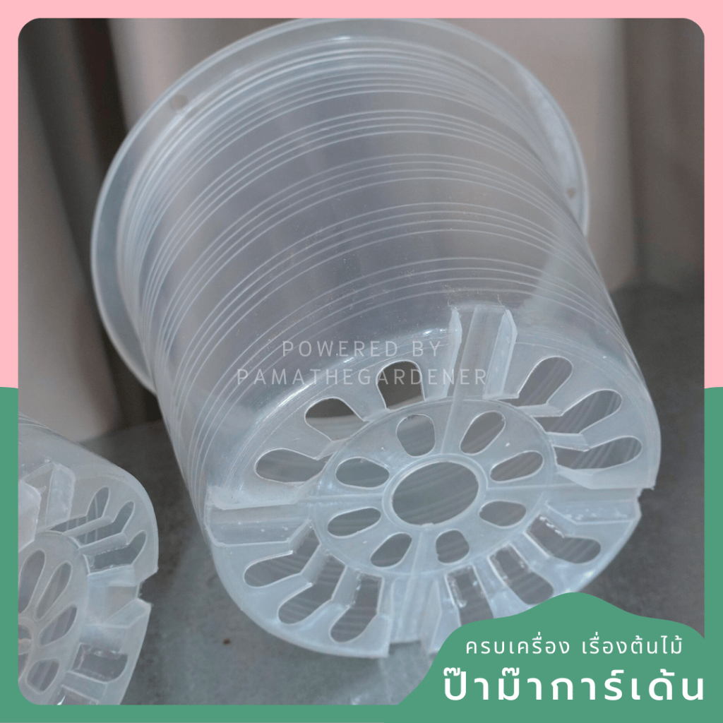 Clear Plastic Root Display Pots (6', 8', 10') - View 4