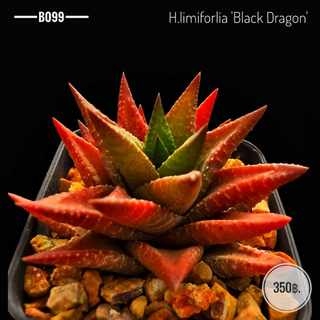 H.limifolia 'Black Dragon' B099