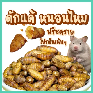 Hambit. ดักแด้ไหมสีทองแช่เยือกแข็ง15กรัม โปรตีนสูง สะอาด ไร้เชื้อโรค สำหรับสัตว์เลี้ยงทุกชนิด
