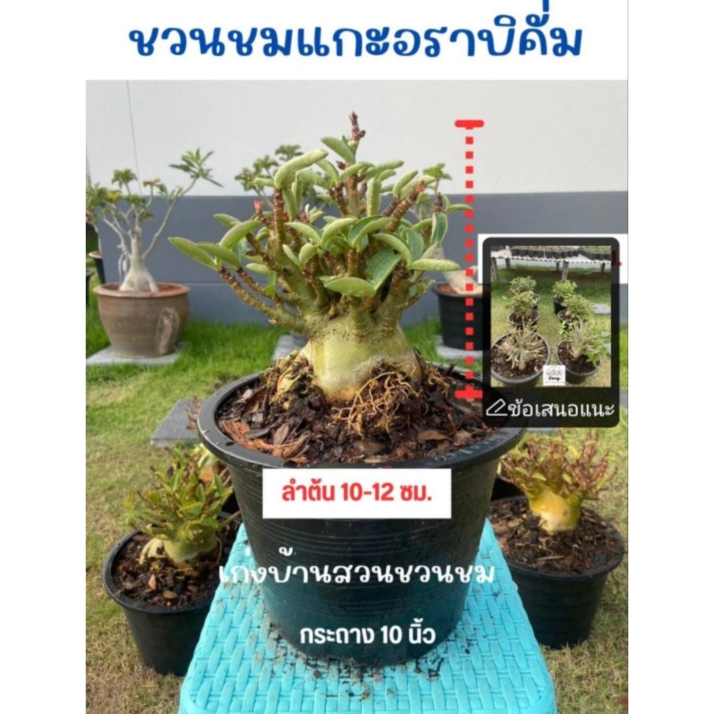 ชวนชมอราบิคั่ม หลายขนาดให้เลือก (Arabicum-Thai Socotranum)