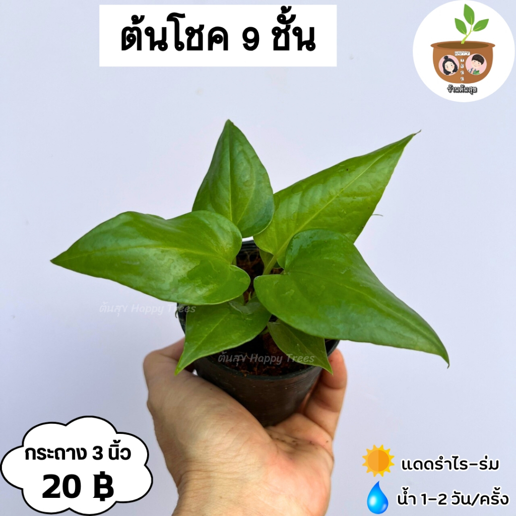 ต้นโชค 9 ชั้น จัดส่ง 2 ต้นขึ้นไป คละแบบได้