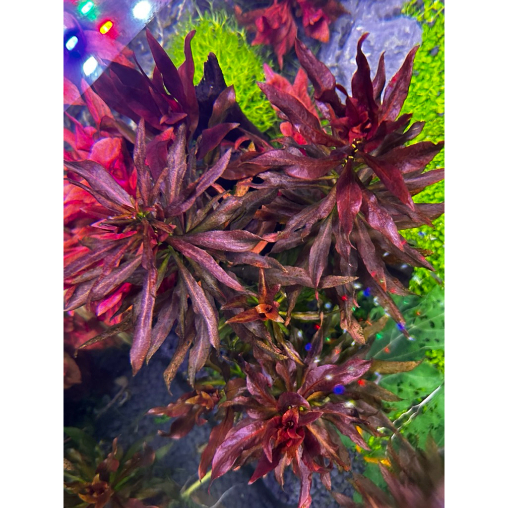 ต้นไม้น้ำ Ludwigia glandulosa (ลัดวิเจีย แกลนดูโลซ่า)