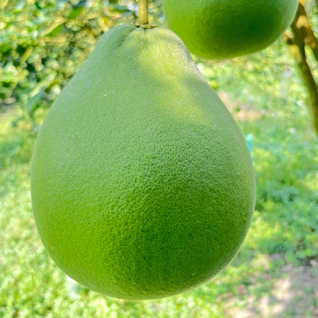 ส้มโอทับทิมสยามปากพนังของแท้ สินค้ามีใบรับรองGI - รูปที่ 3