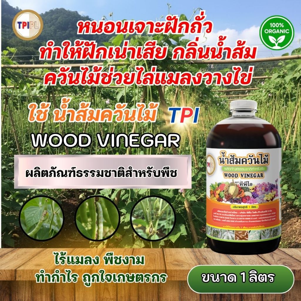 หนอนเจาะฝักถั่ว ทำให้ฝักเน่าเสีย กลิ่นน้ำส้มควันไม้ช่วยไล่แมลงวางไข่ แก้ปัญหาด้วยน้ำส้มควันไม้ TPI