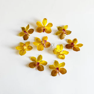 Prosco | ดอกกล้วยไม้อบแห้ง ลายธรรมชาติ ขนาดเล็ก 2-5 cm. สำหรับงานเรซิ่น จิวเวอรี่ craft พร๊อพถ่ายรูป