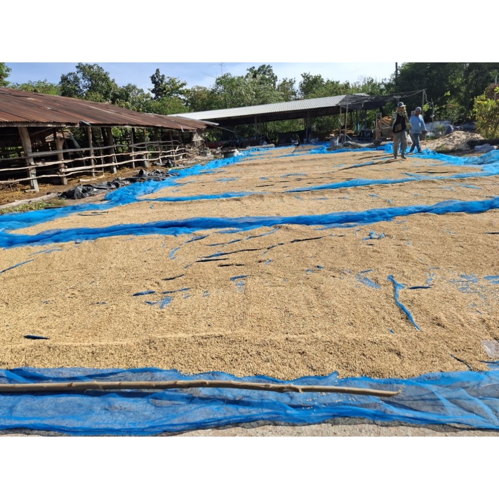 ข้าวหอมมะลิสุรินทร์แท้ 100% ข้าวใหม่ หอม นุ่ม ไม่ผสมข้าวเก่า - รูปที่ 3