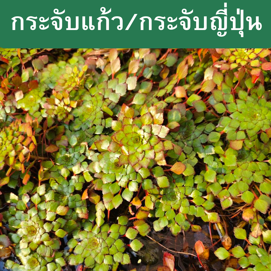 ต้นกระจับแก้ว ไม้น้ำสำหรับตกแต่งสวน