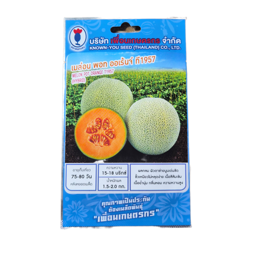 เมล่อนพอทออเร้นจ์ ที1957 20g เพื่อนเกษตรกร ตราดอกแดง ใหม่!! เนื้อสีส้ม ผิวตาข่าย ฉ่ำนุ่ม หวานสูง(พอท ออเร้นจ์) ราคา ถูกที่สุด ดีลบีเคเค แกลเลอรีภาพที่ 2