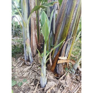 หน่อกล้วยตานี สุโขทัย ตานีหม้อ ปลูกง่าย โตเร็ว ส่งตรงจากสวน