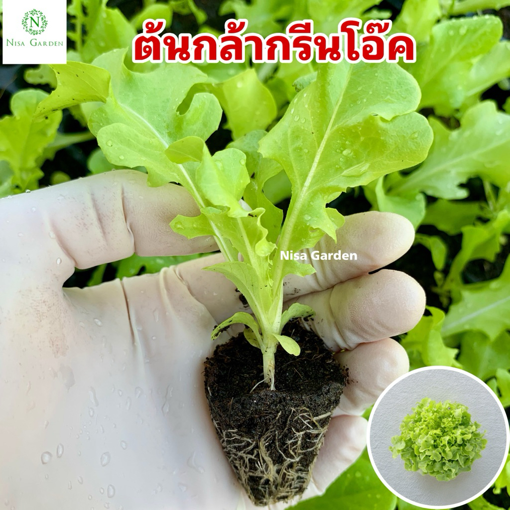 Nisa Garden ต้นกล้ากรีนโอ๊ค รากแข็งแรง โตเร็ว ซื้อ 10 หลุม แถมฟรี 2 หลุม