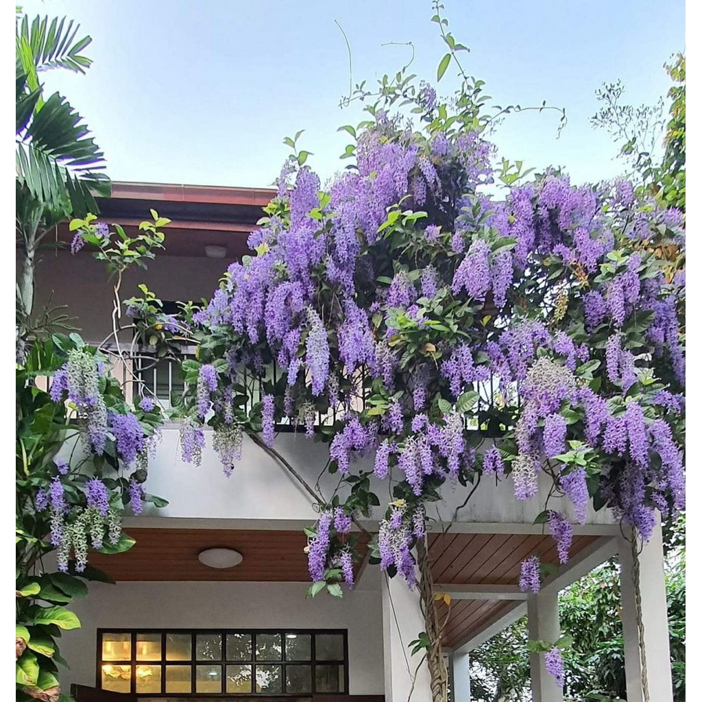 ต้นพวงคราม ดอกพวงคราม ดอกไม้สีม่วงสวย ดอกกินได้ ไม้เลื้อยเป็นพุ่มใหญ่ ออกดอกสีครามปนสีม่วง ช่อยาวสวยงาม ต้นสูง50-70ซม. - รูปที่ 7