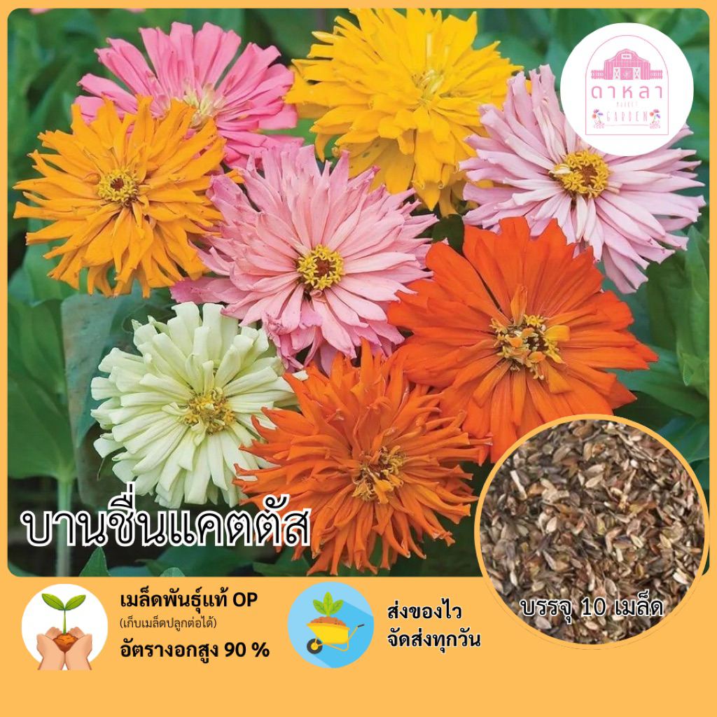 เมล็ดพันธุ์บานชื่นแคตตัส 20 เมล็ด