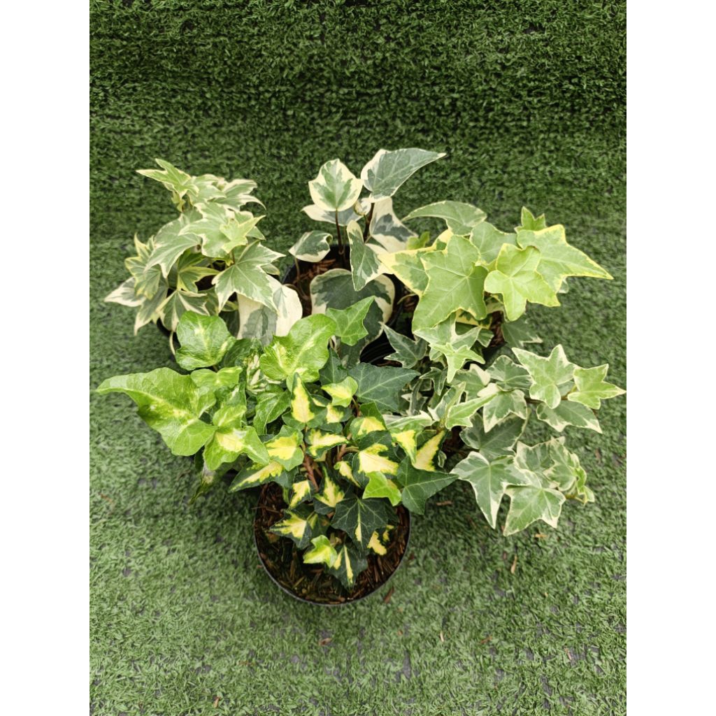 ต้นไอวี่ [ English Ivy ] ไม้ในกระถาง3"