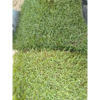 หญ้าญี่ปุ่นแท้ 1 แผ่น [แผ่นใหญ่ 50x100 cm] หญ้าใบเข็ม สวยพรีเมียม ตัดสดจากไร่ สำหรับจัดสวนสไตล์มินิมอล หญ้าจริง