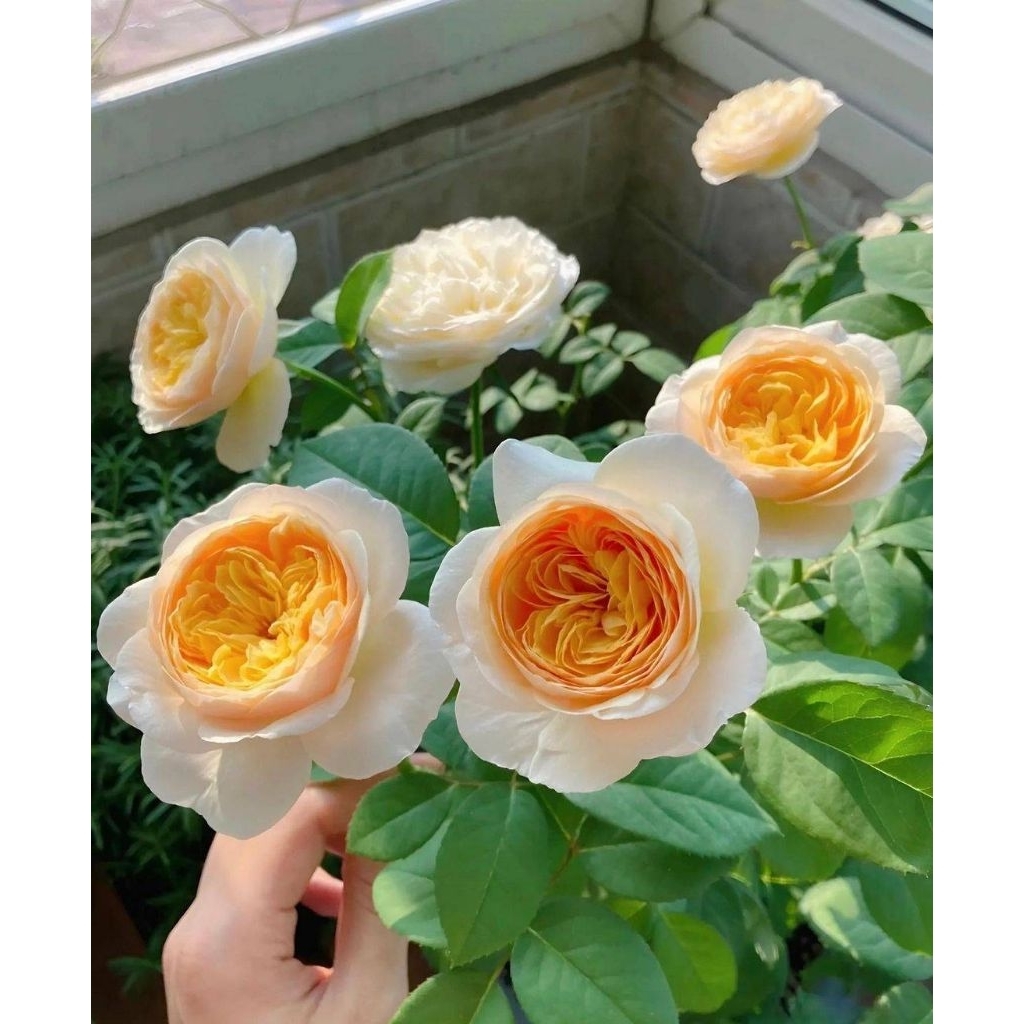 จูเลียต (Juliet)สีเหลืองครีมด้านในสีเข้มกุหลาบอังกฤษกลิ่นหอม