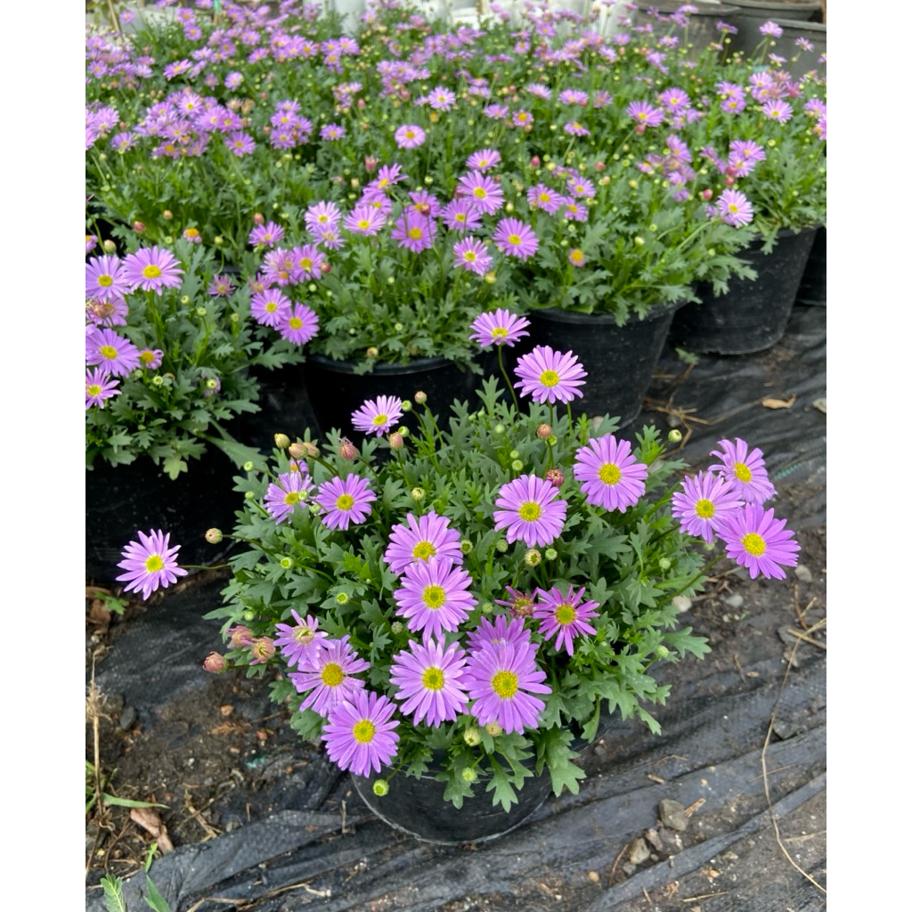 ต้นเดซี่สีม่วง ”Purple Daisy“ ไม้ประดับ ยอดนิยม ดอกไม้ทานได้ ฟอร์มสวยๆ เลี้ยงง่าย พร้อมปลูก ( กระถาง 8 นิ้ว)