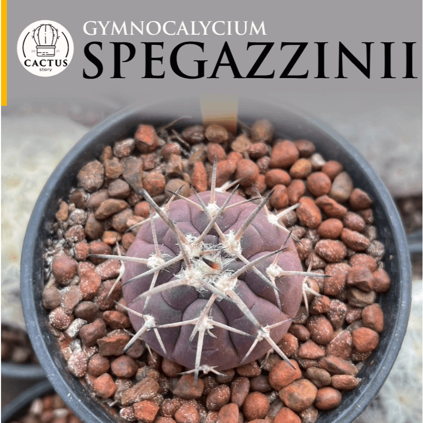 Gymnocalycium Spegazzinii ไม้เมล็ด กระถาง 3 นิ้ว