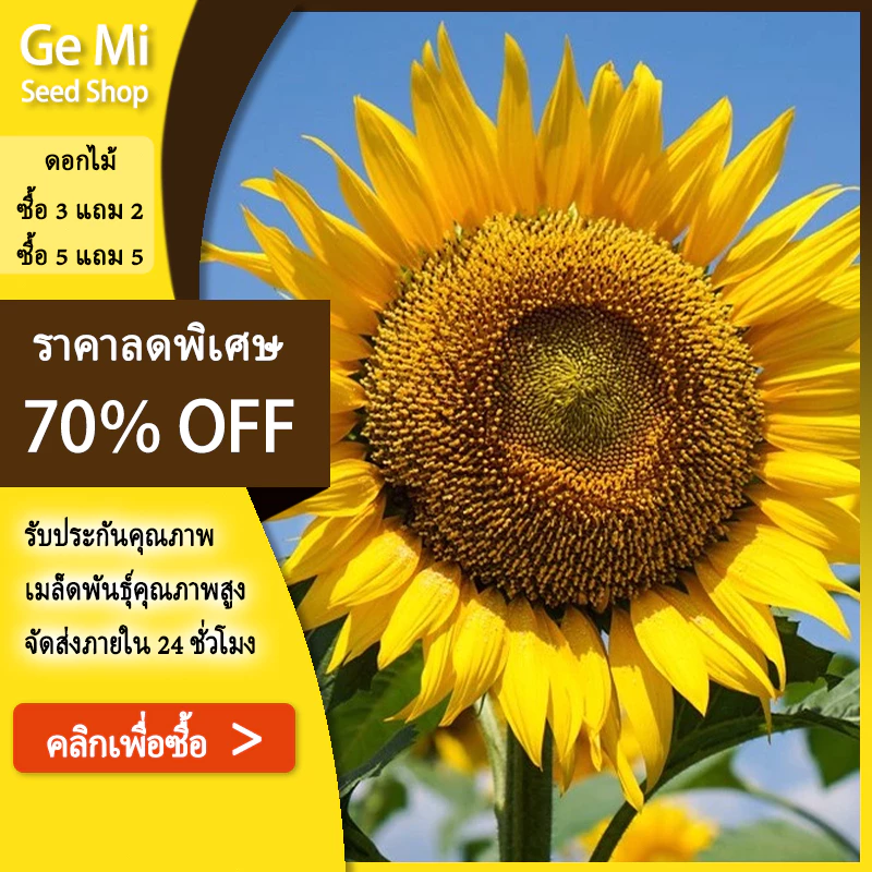 GEMI ทานตะวัน 50 เมล็ด | ปลูกง่าย โตไว ดอกใหญ่สวยงาม ใช้ตกแต่งสวนหรือเก็บเมล็ดมาคั่วเป็นของกินเล่น