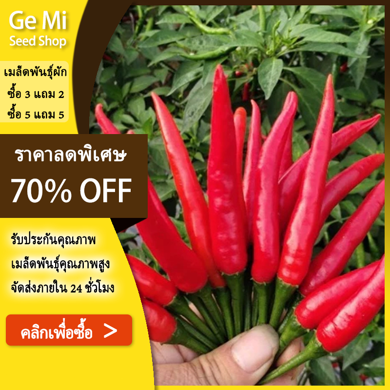 GEMI พริกชี้ฟ้า 600 เมล็ด ผักสวนครัว ต้นพริกจินดา ปลูกง่าย ใช้ในครัวไทย เมล็ดพันธุ์พริก