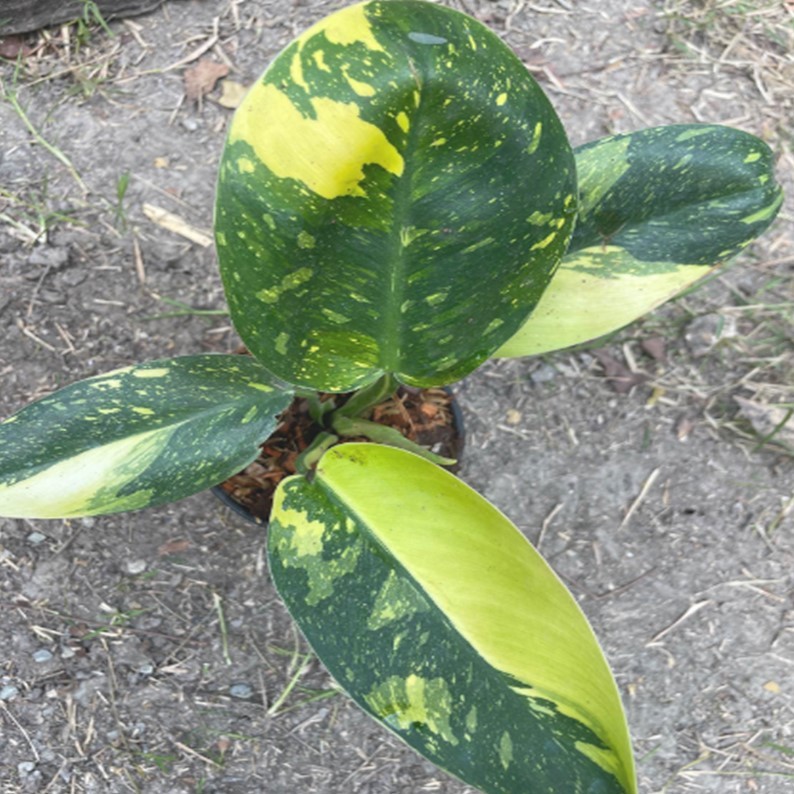 ฟิโล กรีนคองโก ไฮบริด philodendron green congo hybrid variegated