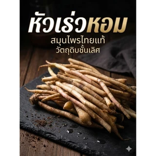 หัวเร่วสด 1 กิโลกรัม เร่ว เร่วหอม พืชสมุนไพร ต้มน้ำซุป ก๋วยเตี๋ยว