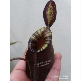 รวมหม้อข้าวหม้อแกงลิง หลายหลายชนิด
