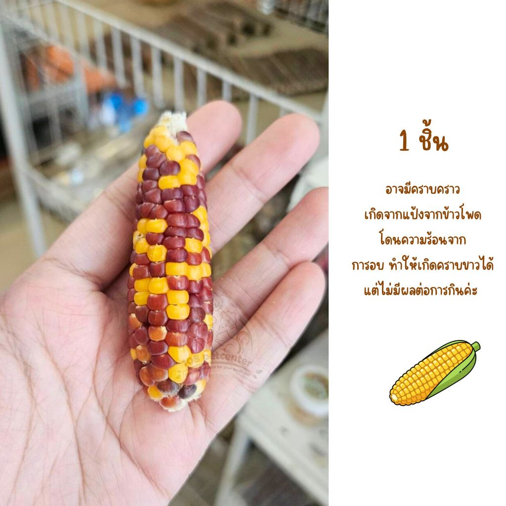 ขนมหนูแฮมสเตอร์ ชูก้าร์ไกลเดอร์ กระรอก ขนมข้าวโพดลับฟัน ของแทะเล่นสัตว์เล็ก ราคา ถูกที่สุด ดีลบีเคเค แกลเลอรีภาพที่ 8