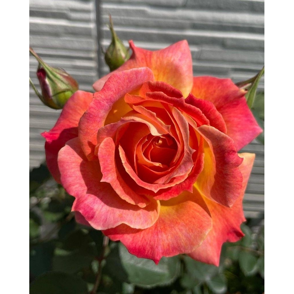ชาลัว Chaleur rose กลีบดอกที่เปลี่ยนสี ดึงดูดความสนใจไม่น่าเบือ ในโทนสี เหลืองส้ม ชมพู และแดง ดอกดกหอมกลิ่นชา