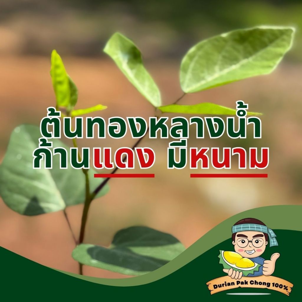 สวนทุเรียน นายชัดเจน - ต้นกล้า ทองหลางน้ำ ก้านแดงมีหนามคัดพิเศษ
