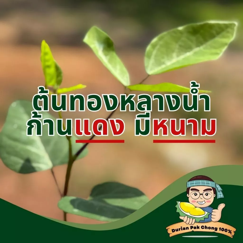 สวนทุเรียน นายชัดเจน - ต้นกล้า ทองหลางน้ำ ก้านแดงมีหนามคัดพิเศษ