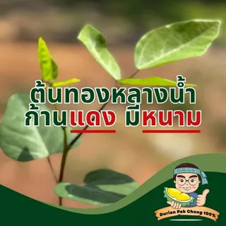 สวนทุเรียน นายชัดเจน - ต้นกล้า ทองหลางน้ำ ก้านแดงมีหนามคัดพิเศษ